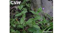 中草药大全―毛脉柳叶菜