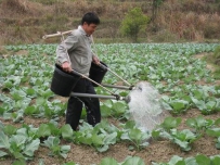 大暑时节给蔬菜浇水有哪些注意事项