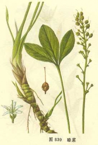 中草药大全―睡菜