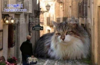 遇到猫精