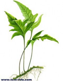 中草药大全―大金刀