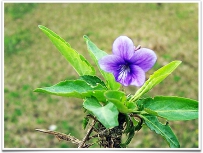中草药大全―紫萝兰