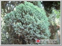 中草药大全―刺柏