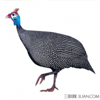 有机珍珠鸡的饲养管理技术