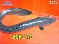 台中挖到155厘米超大尾鲈鳗 民众称“成仙了”