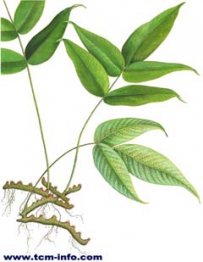 中草药大全―龙头节肢蕨