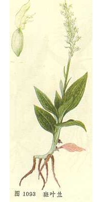 中草药大全―斑叶兰