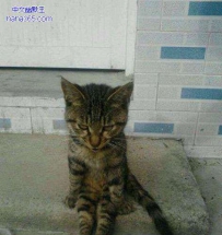 让我一只猫独自静一静