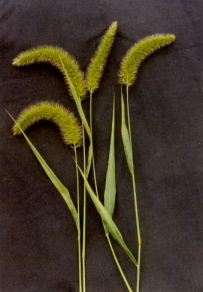 中草药大全―大狗尾草