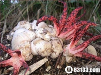 真实存在的怪异植物：“画风”太诡异