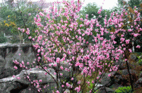 中草药大全―山腊梅