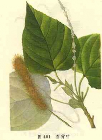 中草药大全―白背叶