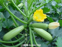 怎样进行西葫芦育苗