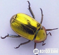 世间难得一遇黄金生物 你见过哪个？