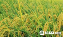 二十四节气------关于处暑的谚语你知多少？