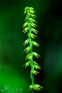 中草药大全―角盘兰