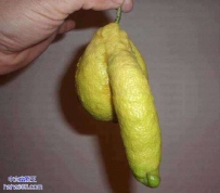 逆天的柚子