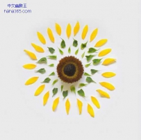 花瓣的灵感（8张）