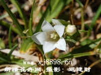 中草药大全―白花龙胆