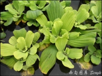 中草药大全―大i