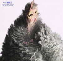 穿戴奢华的家禽（6张）