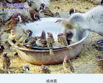 南京动物园内麻雀争吃天鹅口粮