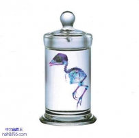 透明的海洋生物（11张）