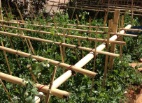 立夏时节瓜菜整枝授粉果实好