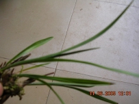 中草药大全―龙舌草