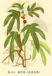中草药大全―五指毛桃