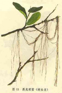 中草药大全―树头发