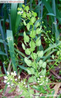 中草药大全―菥q