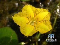 中草药大全―n菜