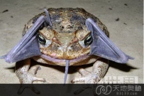 秘鲁雨林发现吞食蝙蝠的甘蔗蟾蜍（图）