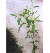 中草药大全―大马蓼