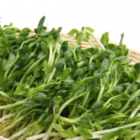 豌豆芽菜的培育好方法