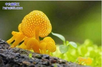 奇特的蘑菇（20张）