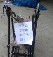 不就咬根网线吗，至于这样对我吗