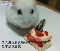 好可爱的仓鼠