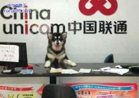 我去联通办了个业务，遇到了这货