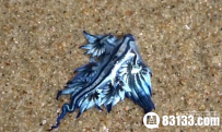 布罗德本特海滩惊现蓝色海神海蛞蝓