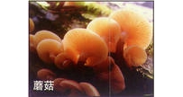 中草药大全―蘑菇