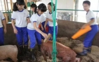 日本学校让孩子吃亲自饲养的猪，让学生认识社会的“残酷” ...
