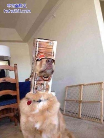 2货主人又在犯傻了