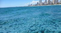 海上漂来一群蓝色物 捞起瞬间被萌翻