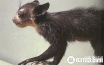 22种来自外星的奇葩生物 指猴你见过吗？