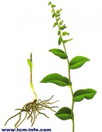 中草药大全―膀胱七