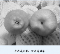 学者研制配方为梨子“变性”:母梨更好吃