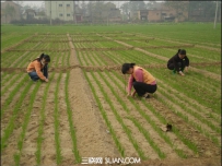 冬小麦冬前管理技术