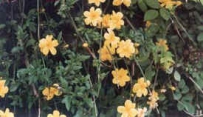 中草药大全―迎春花